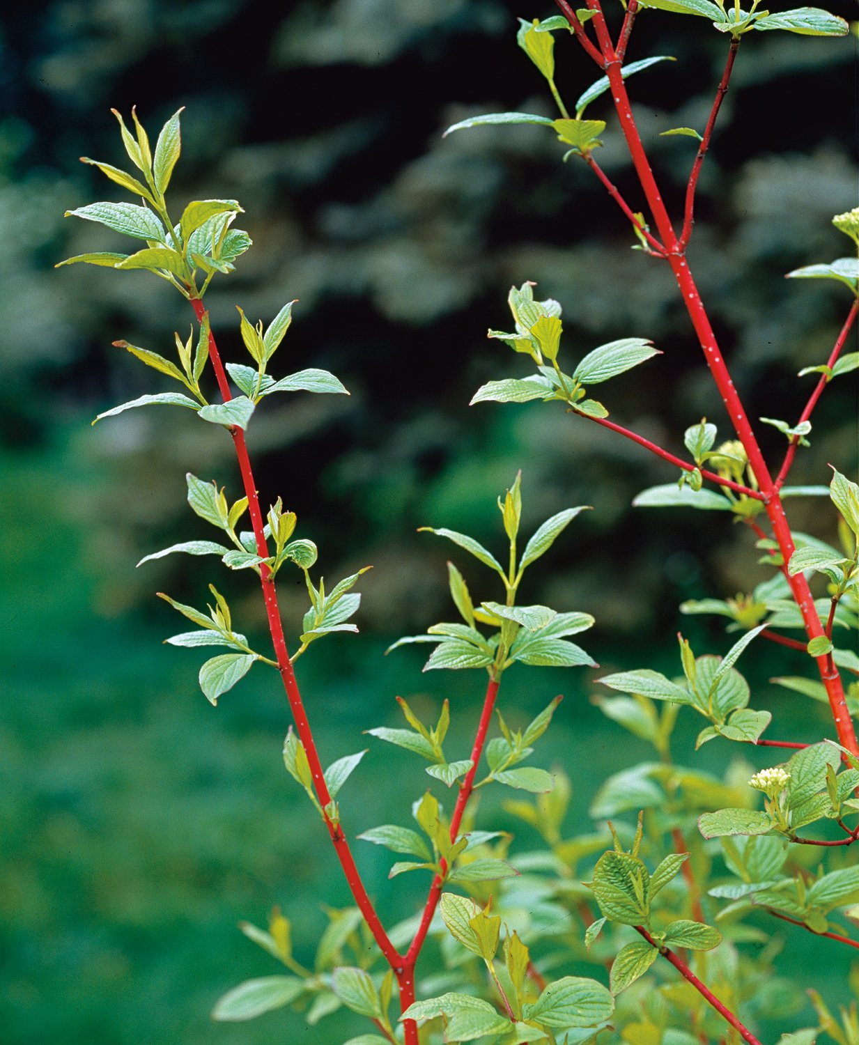 Cornus alba 'Sibirica'