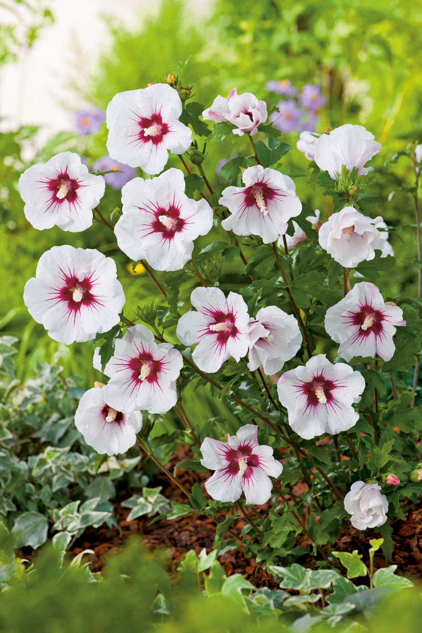 Hibiscus syriacus 'Red Heart'