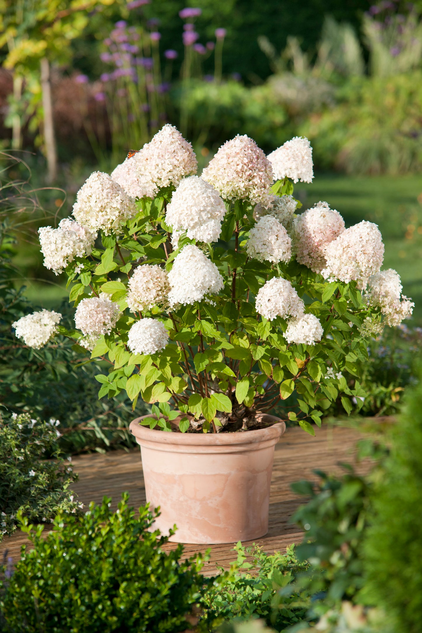 Hydrangea paniculata 'Limelight'