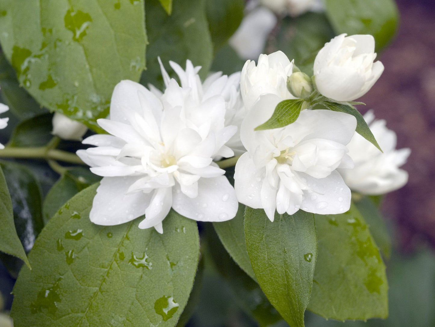 Philadelphus (Virginalis-Gruppen) 'Virginal'