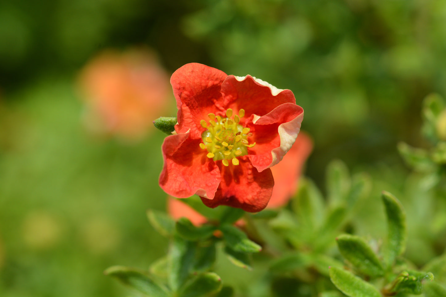 Dasiphora (Frut.) Marian Red Robin