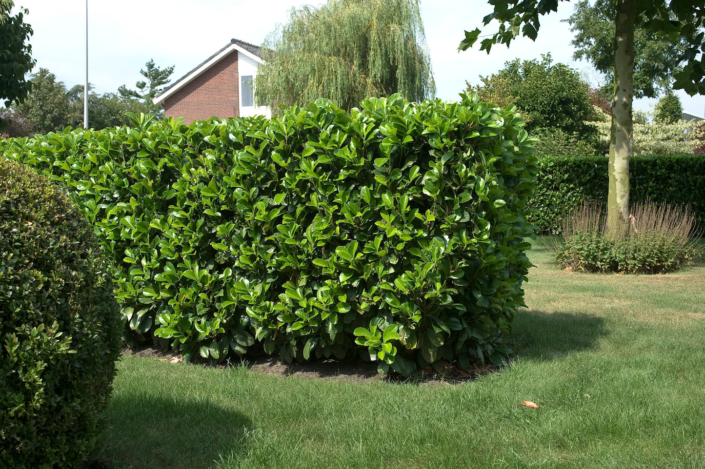 Prunus laurocerasus ETNA ('Anbri')