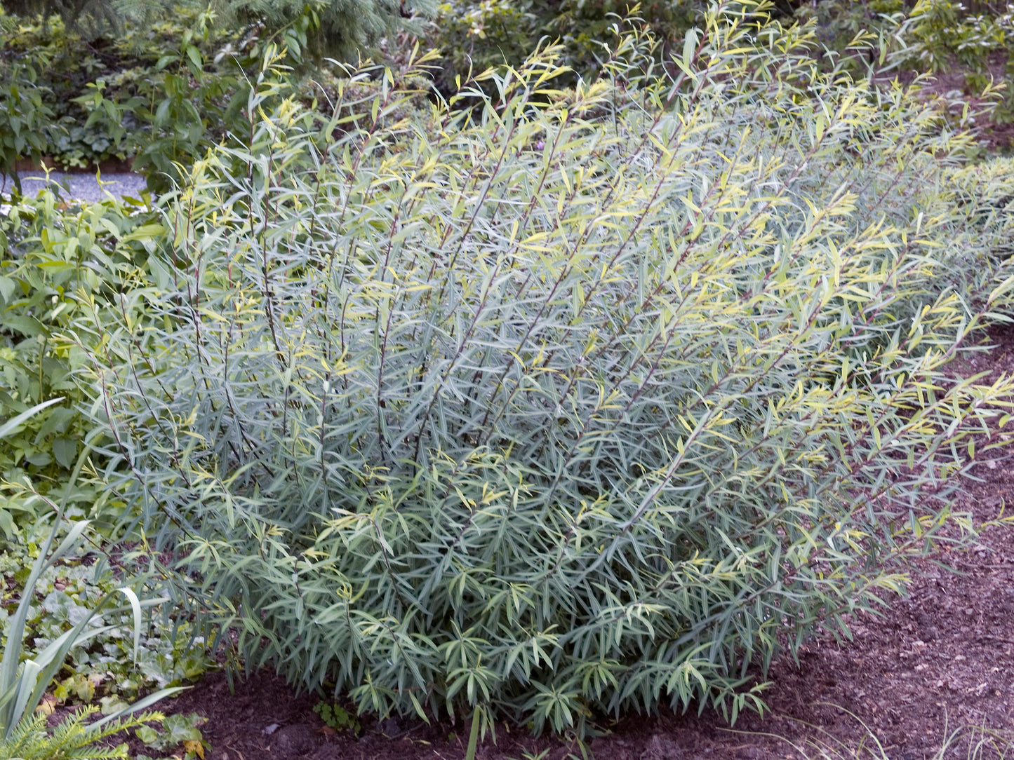Salix purpurea 'Nana'