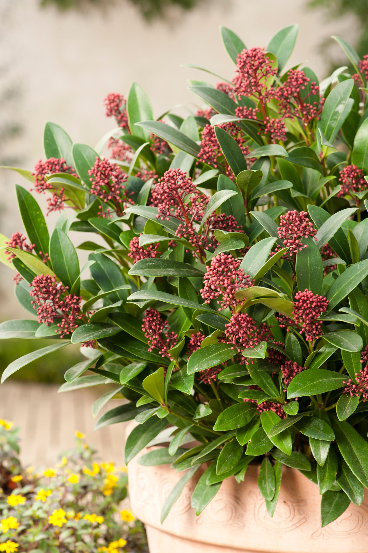 Skimmia japonica 'Rubella'