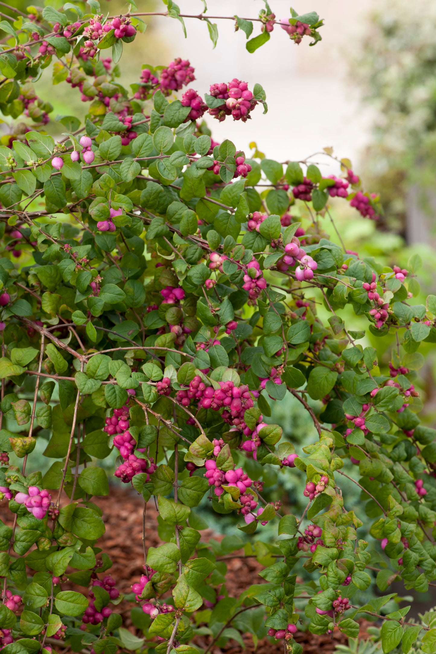 Symphoricarpos × doorenbosii 'Magic Berry'