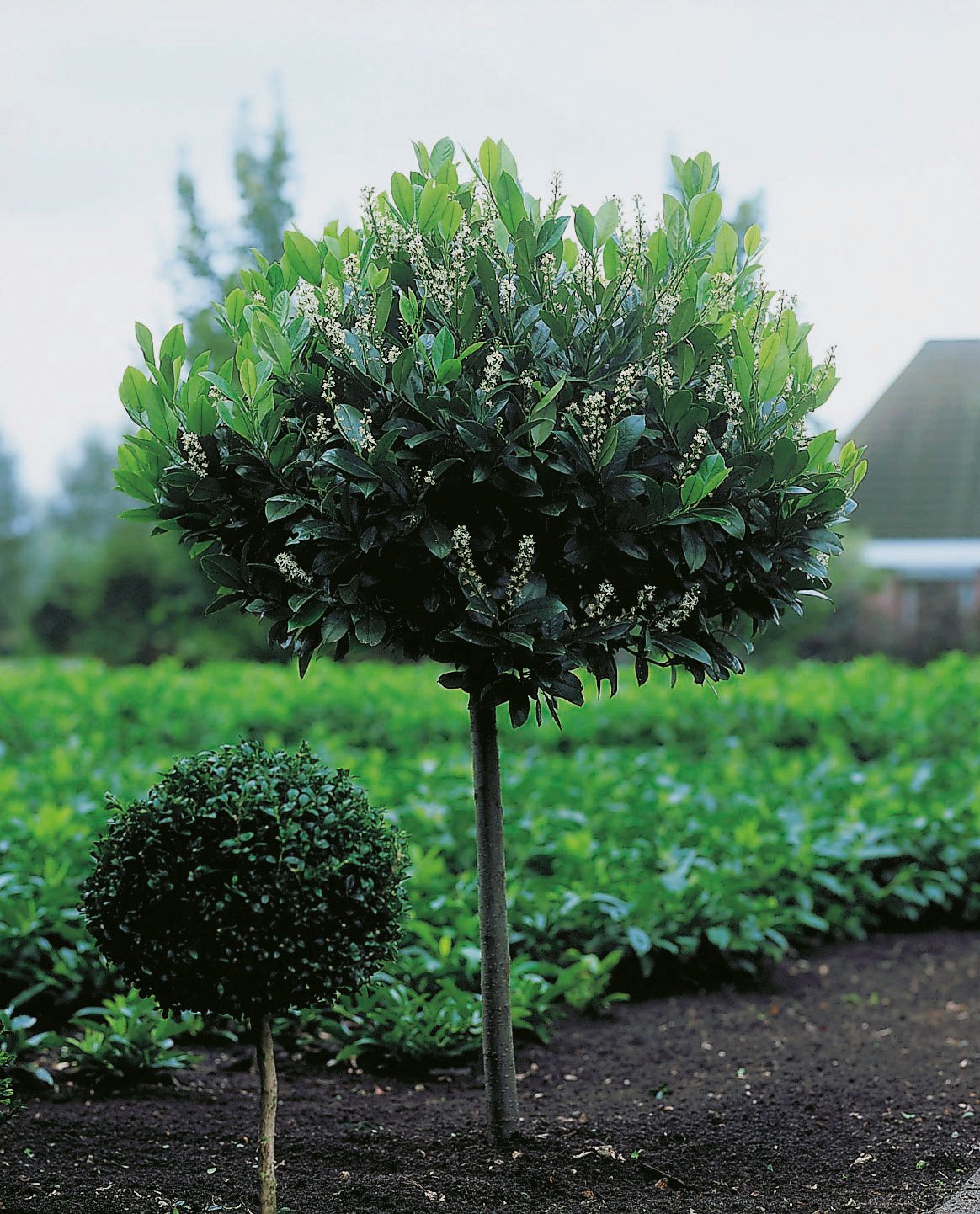 Prunus laurocerasus Etna ('Anbri'), Sh 100-120