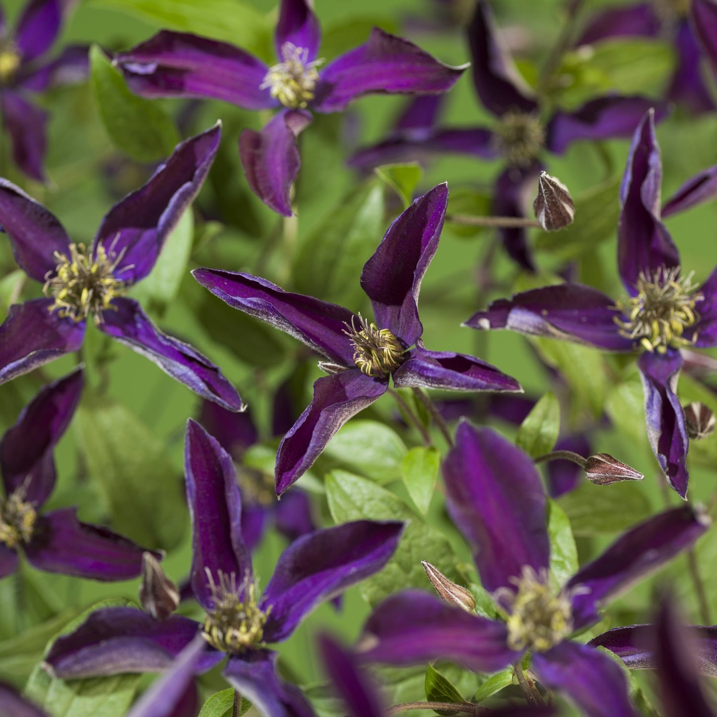 Clematis Noora