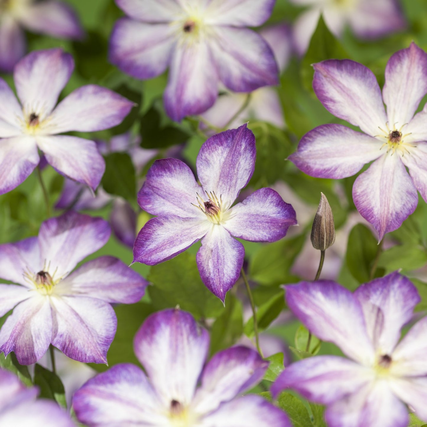Clematis Pernille