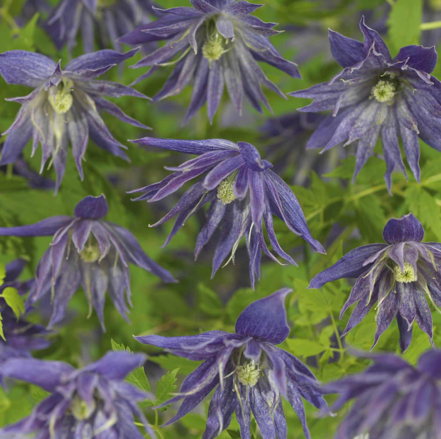 Clematis Spiky