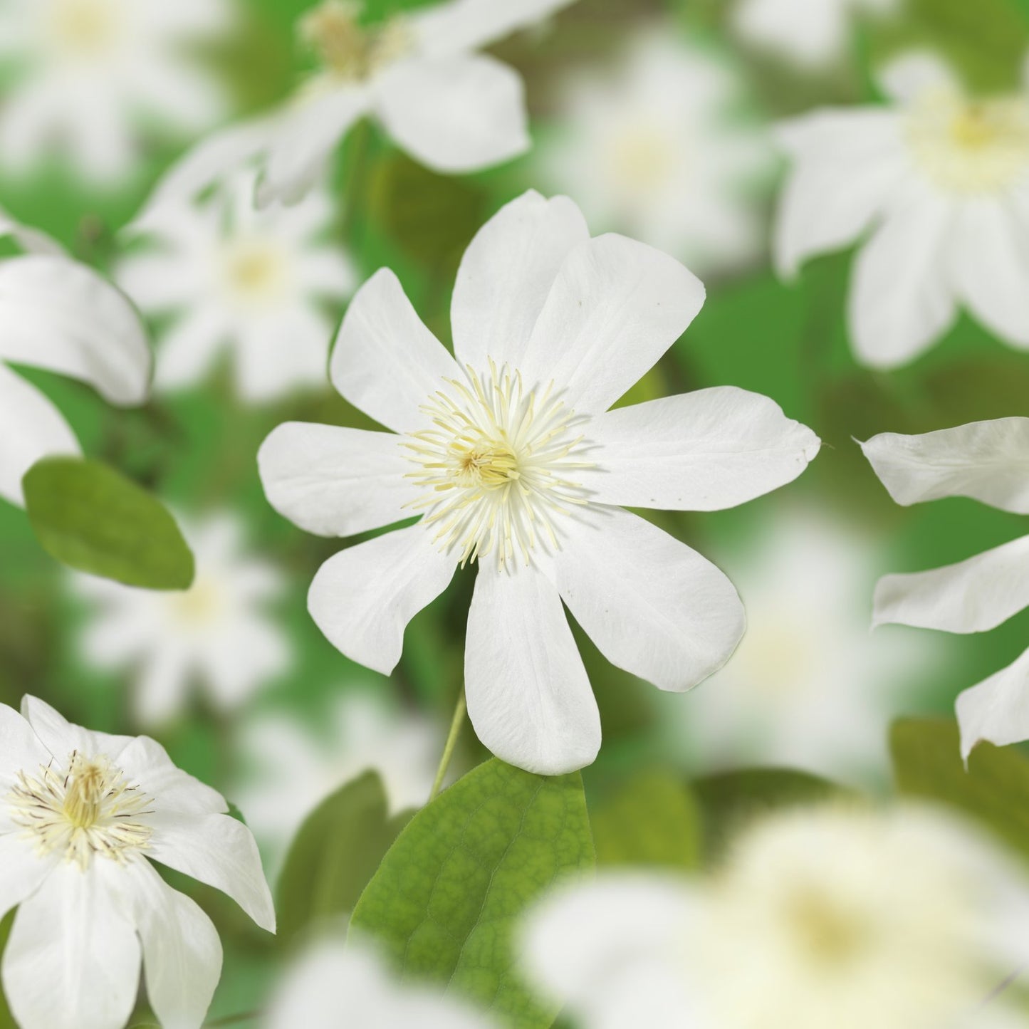 Clematis Wada's Primrose