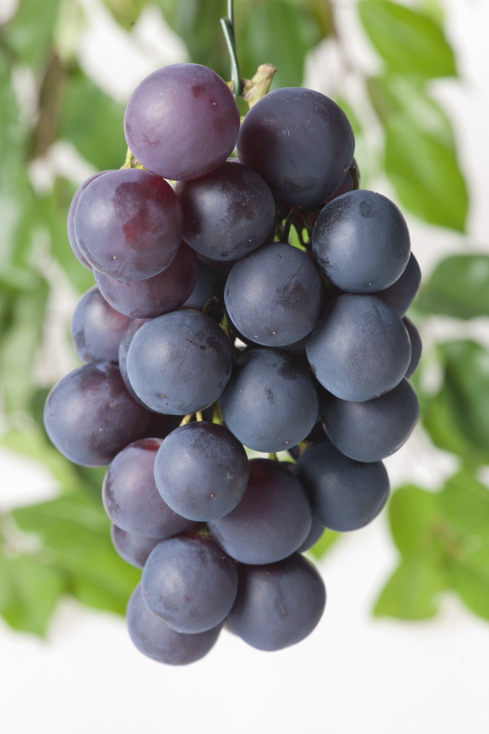Vitis 'Blå Burgunder'