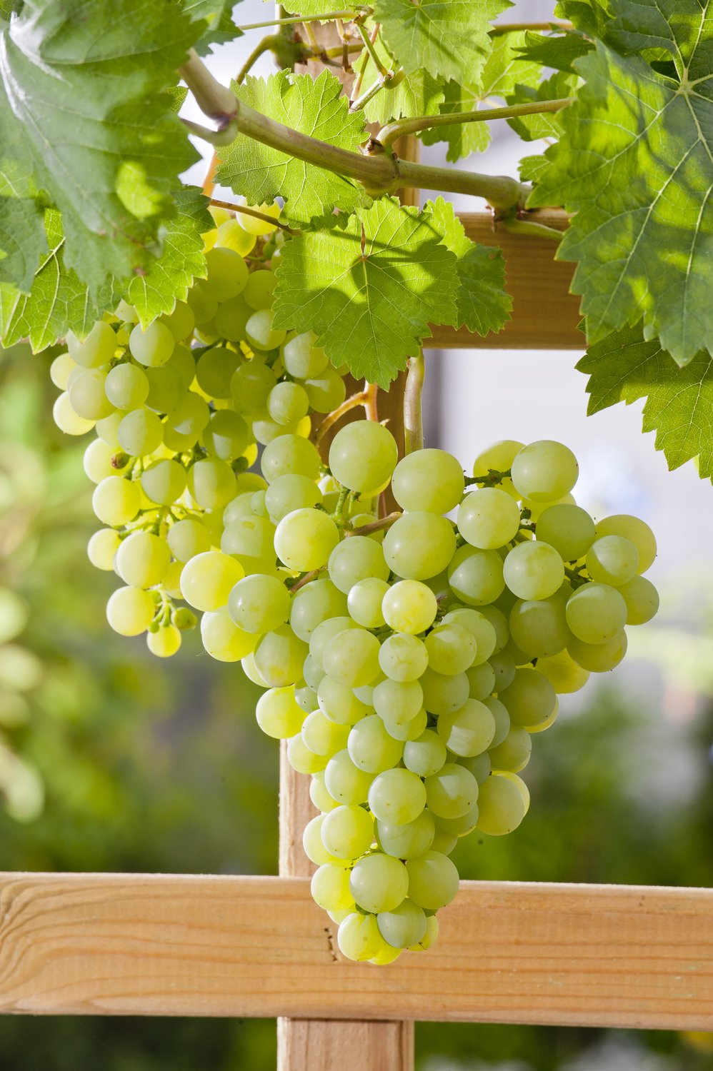 Vitis 'Dr Schmidtmanns Sockerdruva'