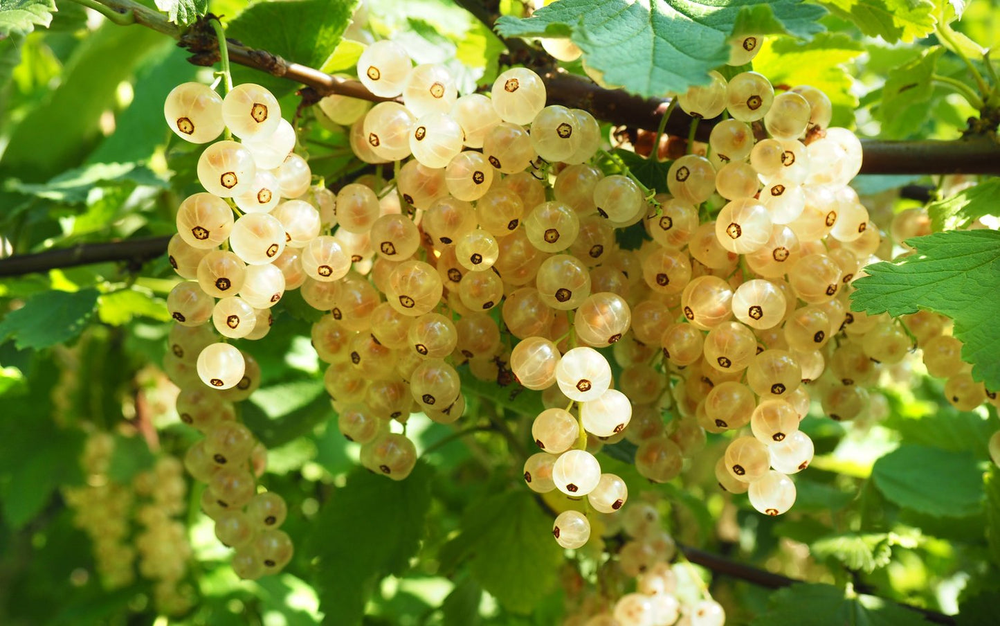 Ribes Vita Holländska ('Witte Hollander')