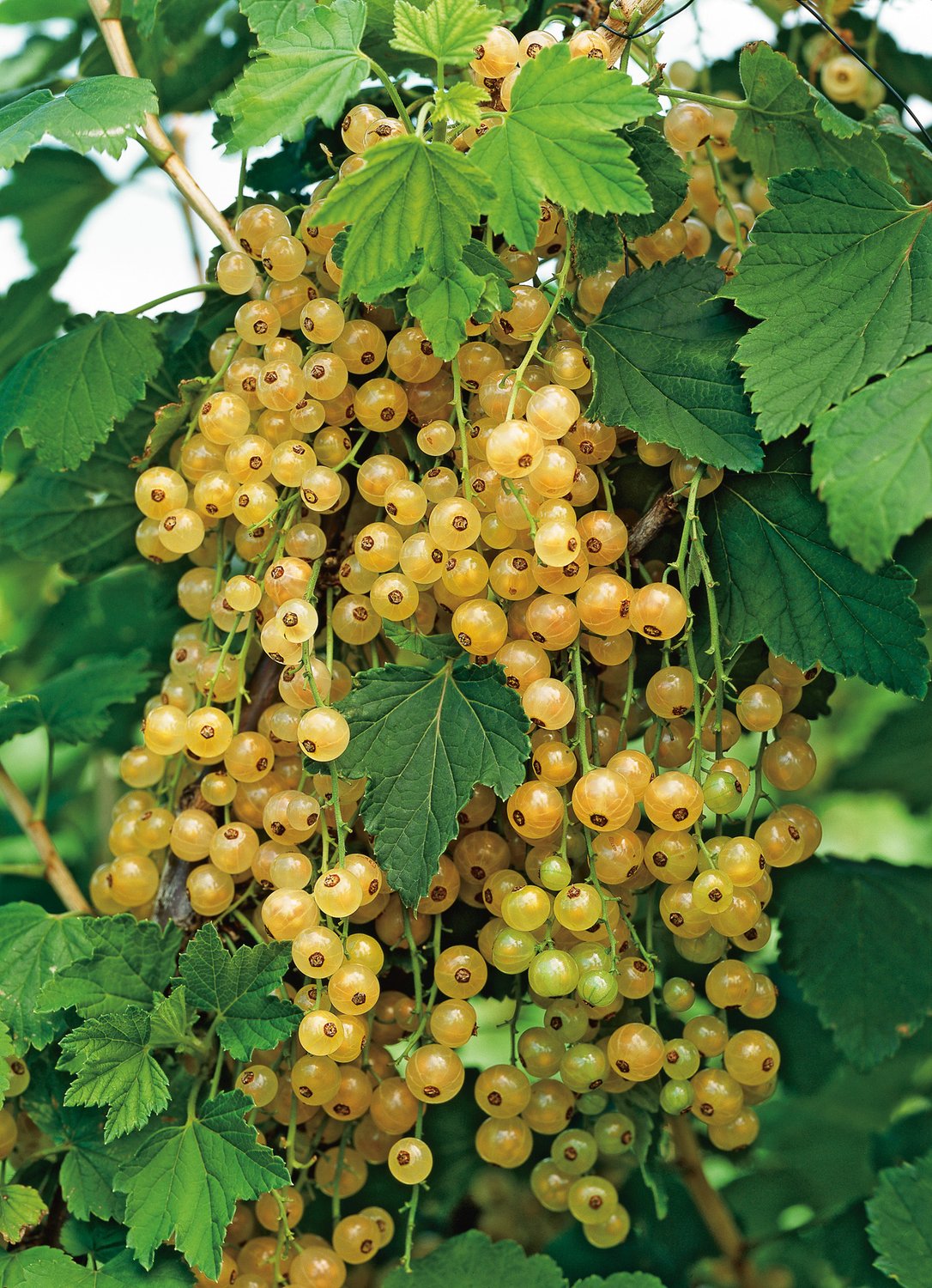 Ribes Vita Holländska ('Witte Hollander'), STAM