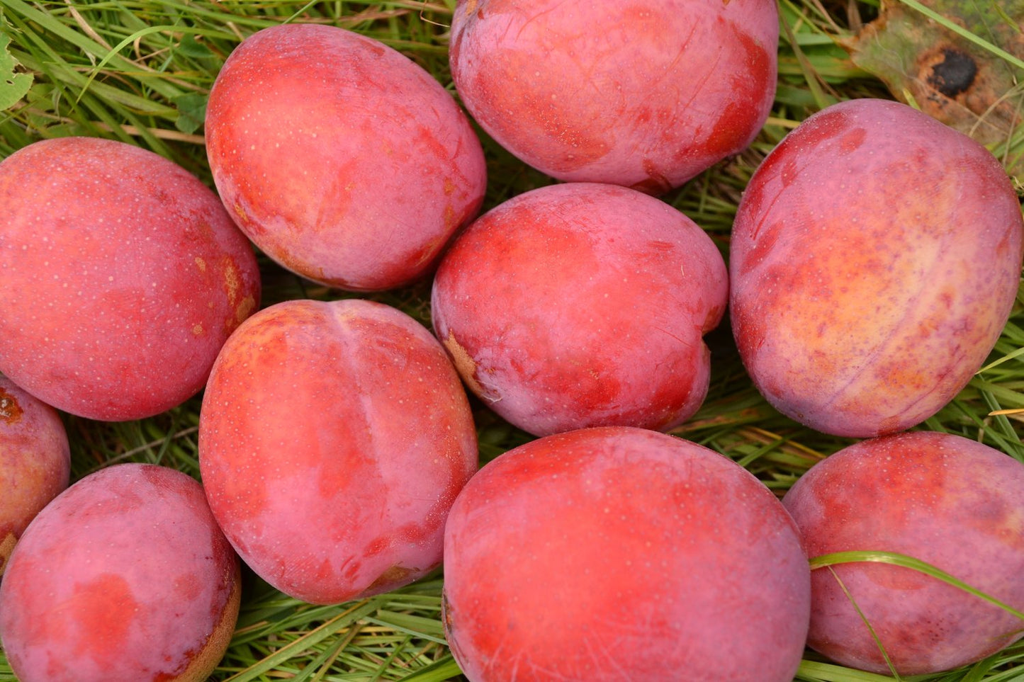 Prunus domestica 'Victoria' Pixy, (plommon svagväxande)