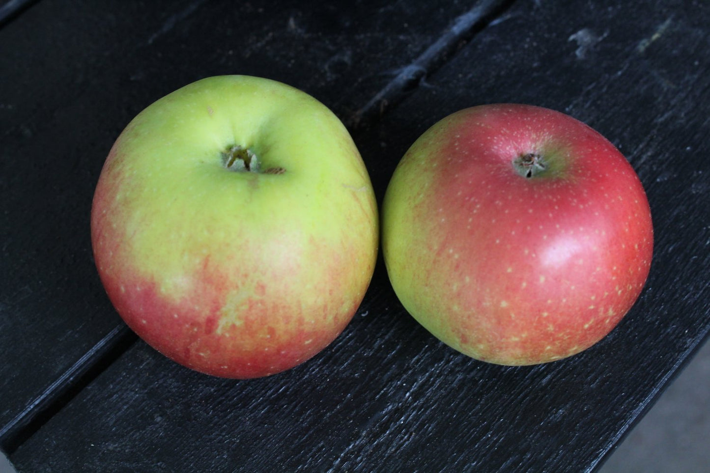 Malus domestica 'Aroma' E, B9, (äpple svagväxande)