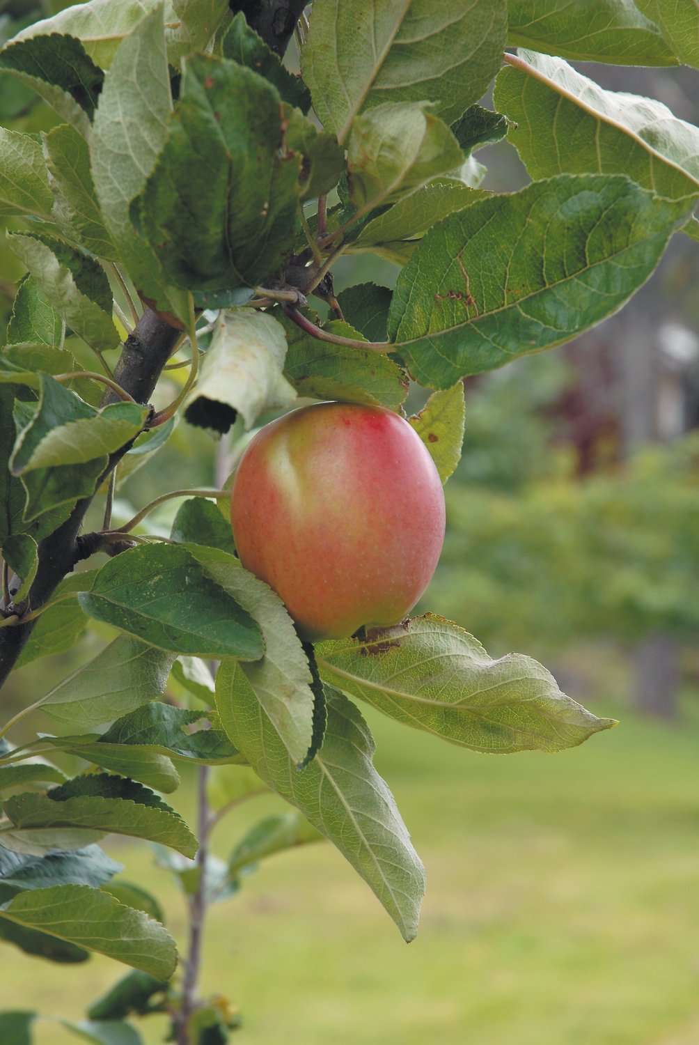 Malus domestica 'Åkerö', B9, (äpple svagväxande)