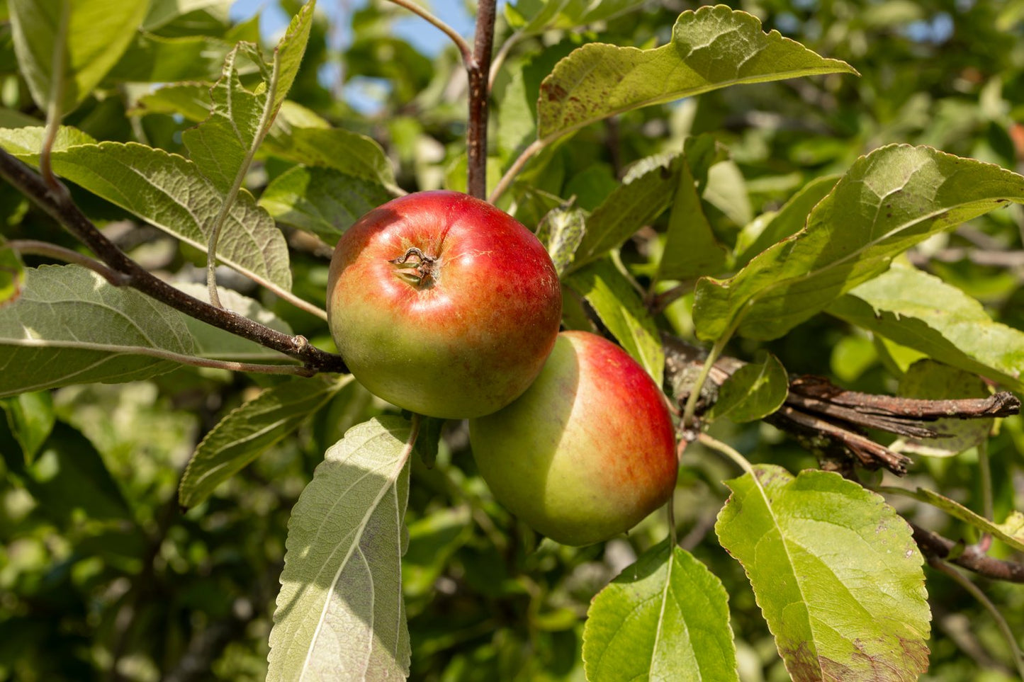 Malus domestica 'James Grieve' E, (äpple)