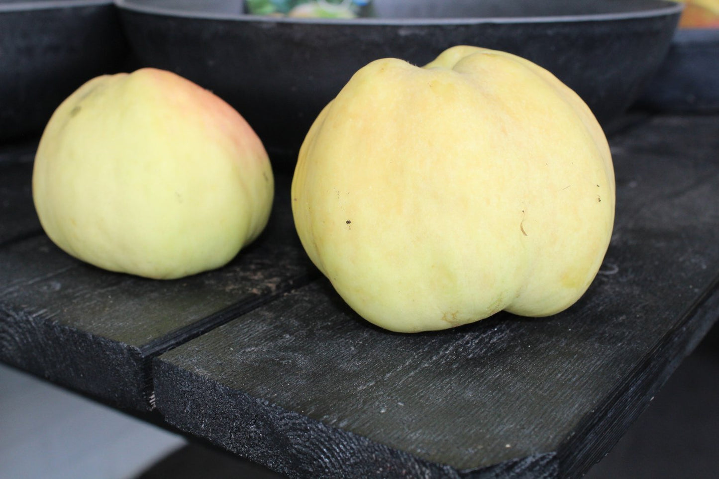 Malus domestica TRANSPARENTE BLANCHE, (äpple)