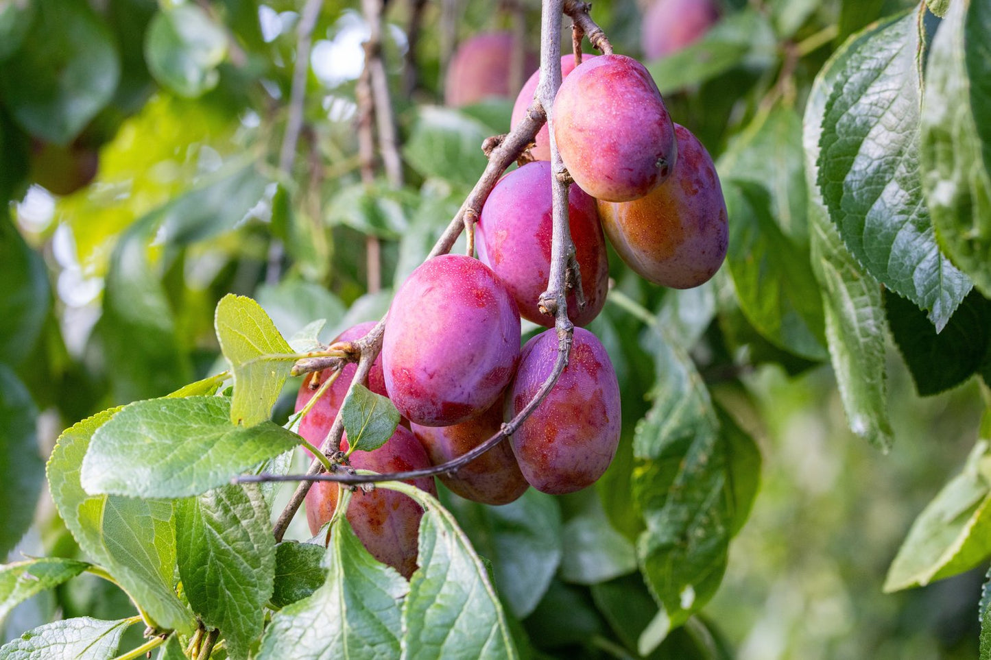 Prunus domestica 'Victoria', (plommon)