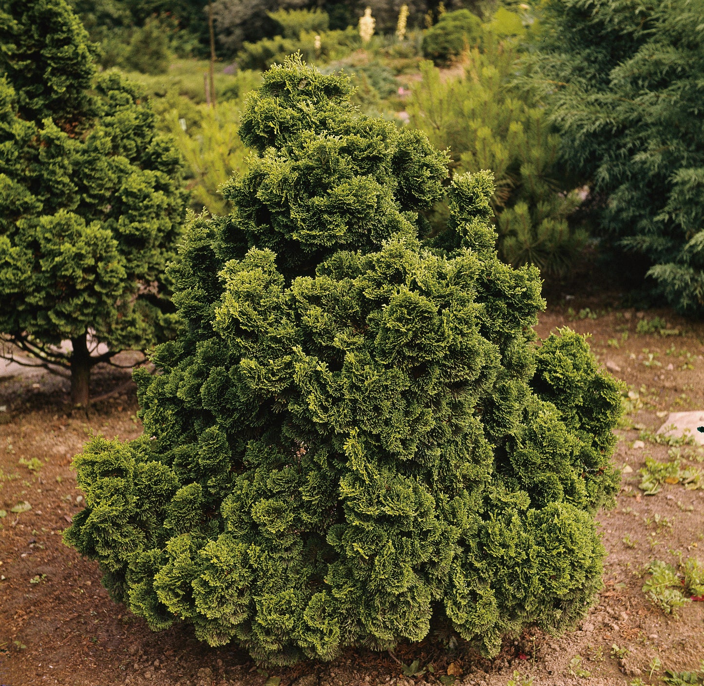 Chamaecyparis obtusa 'Nana Gracilis', 20-25 cm