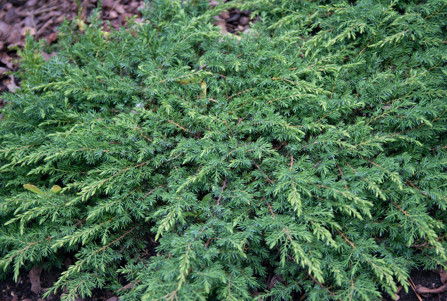 Juniperus communis 'Green Carpet', 30-40 cm