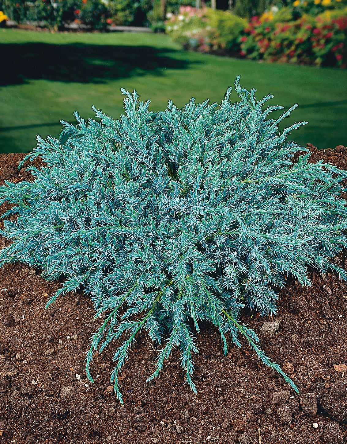 Juniperus squamata 'Blue Carpet', 30-40 cm