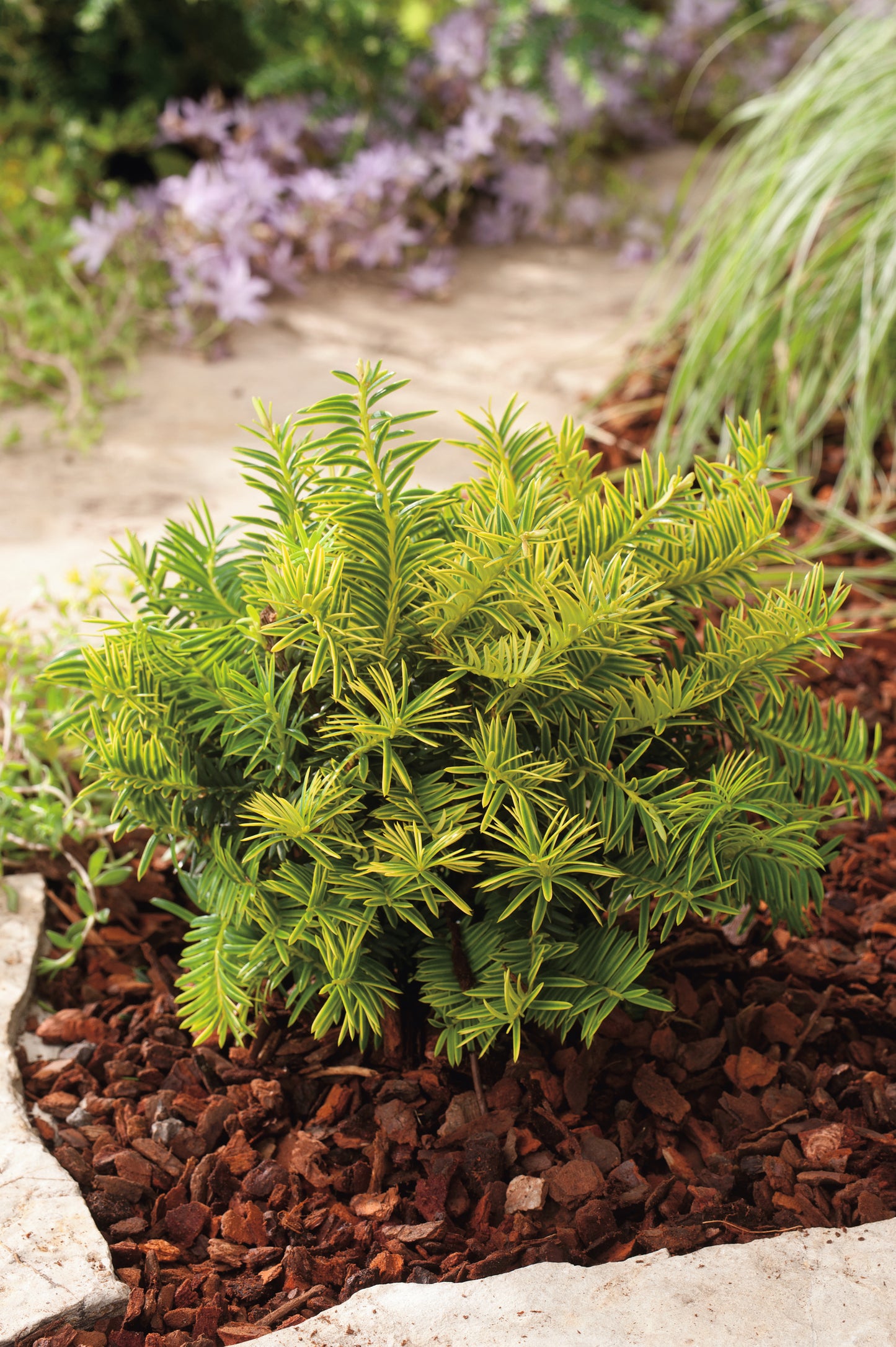 Taxus baccata 'Summergold', 30-40 cm