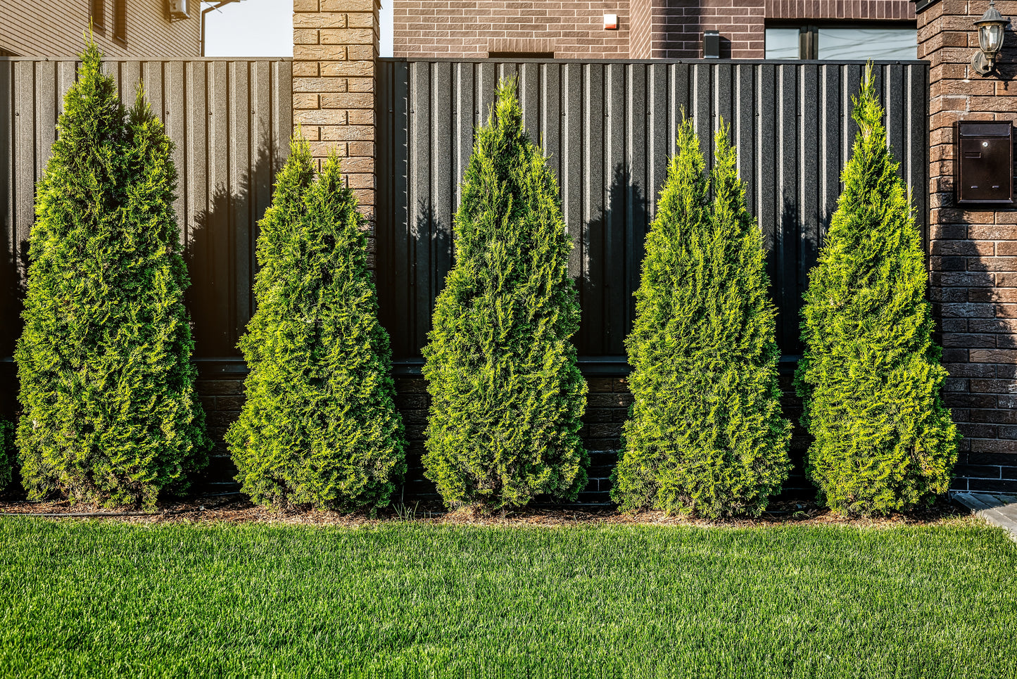 Thuja occidentalis 'Smaragd', 40-60 cm