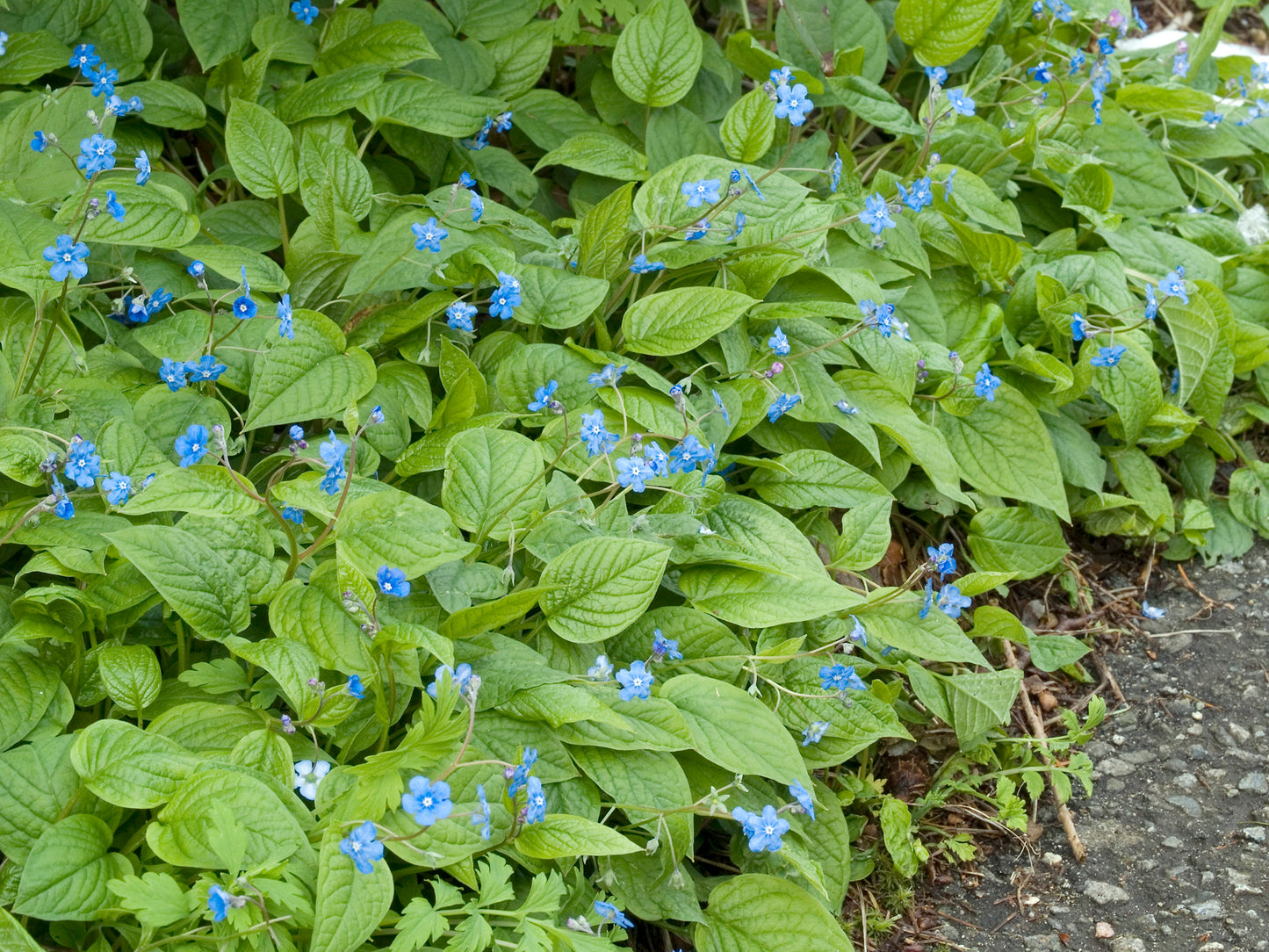 Omphalodes verna