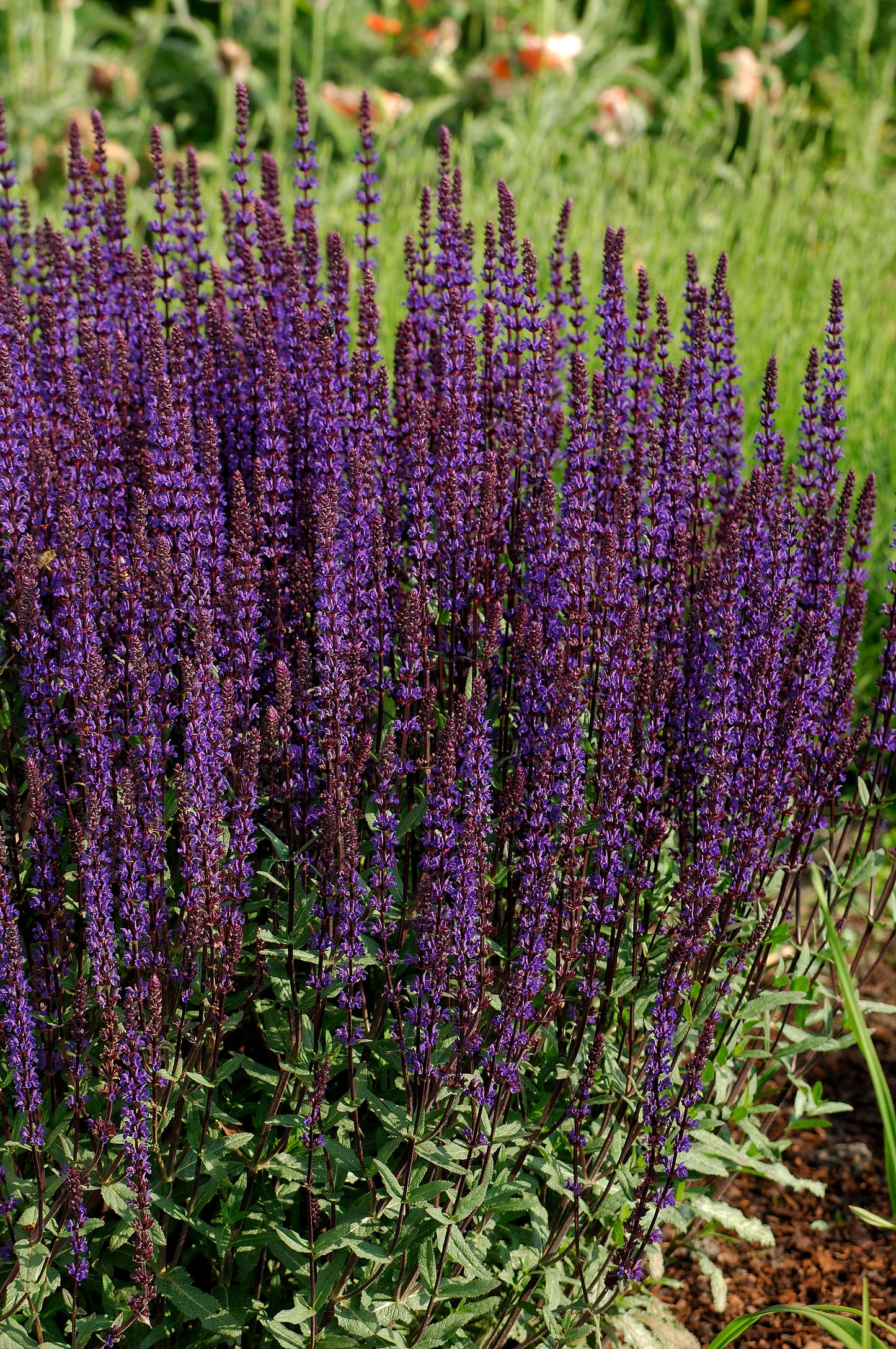 Salvia nemorosa 'Caradonna'