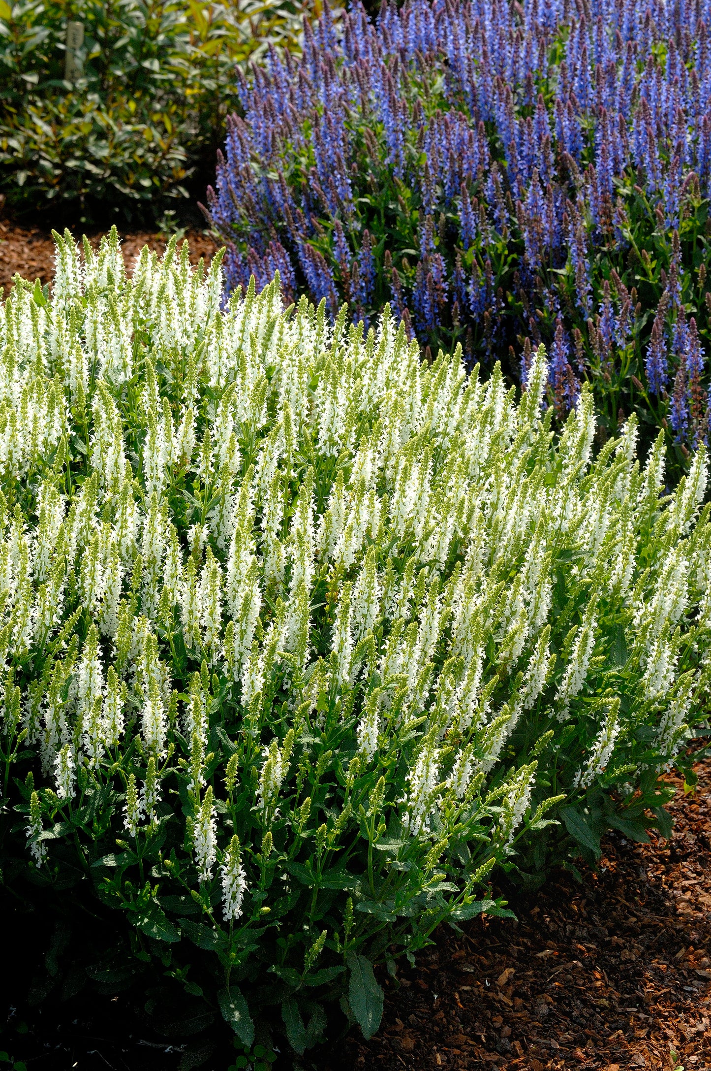 Salvia sylvestris (nemorosa) 'Schneehügel'
