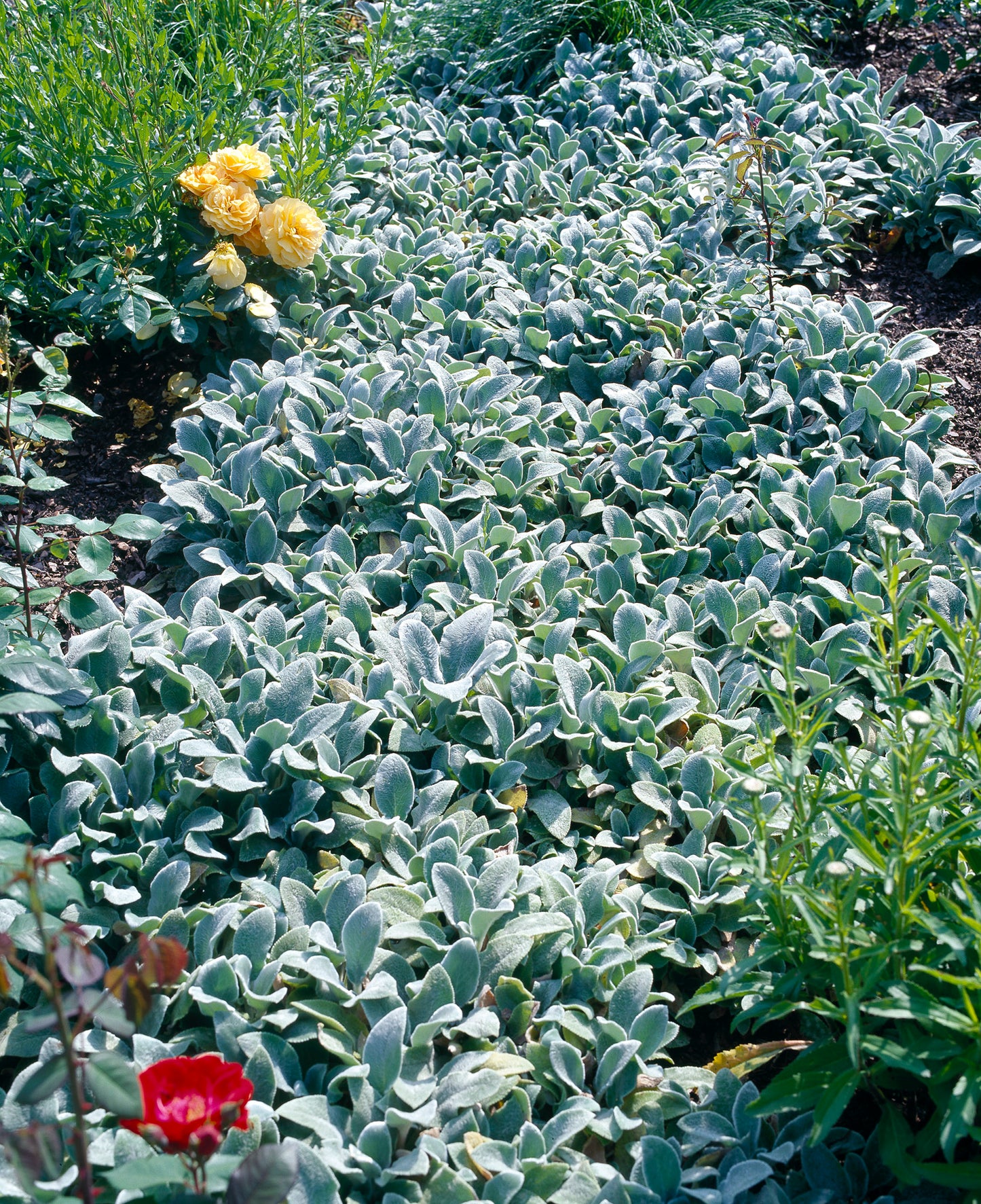 Stachys byzantina 'Silver Carpet'