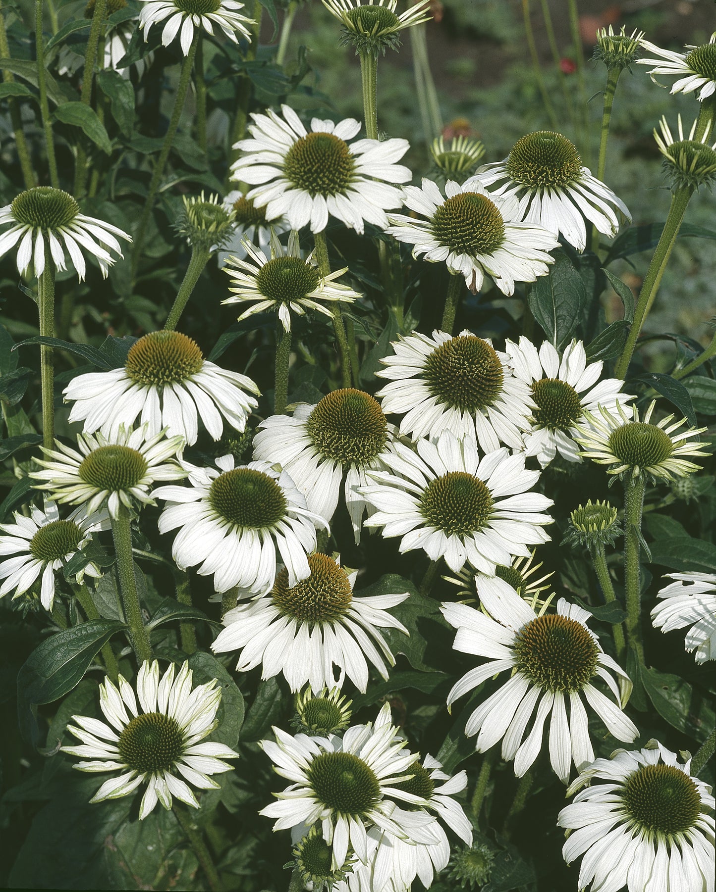 Echinacea purpurea 'Alba'