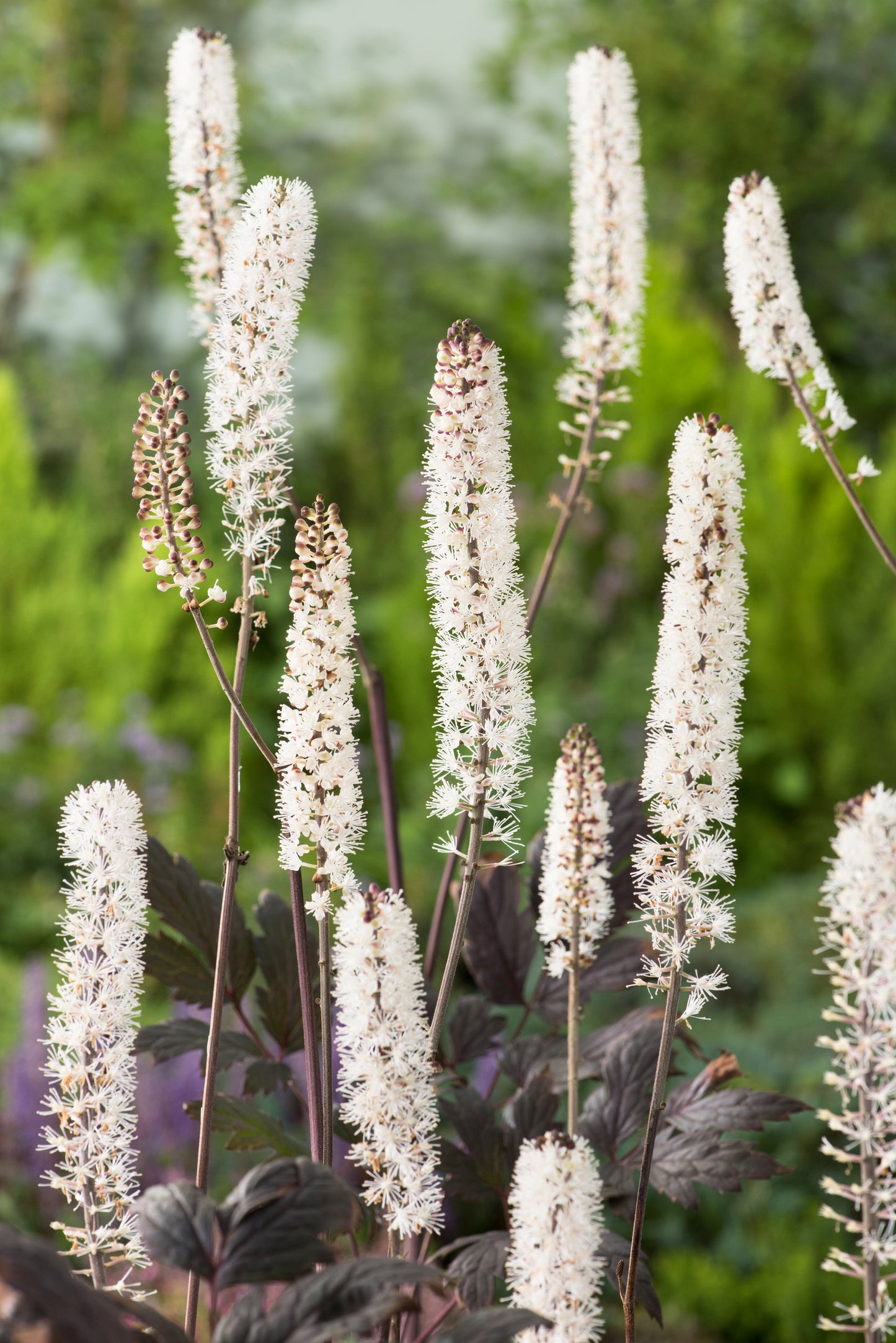 Actaea simplex 'Pink Spike', 2L
