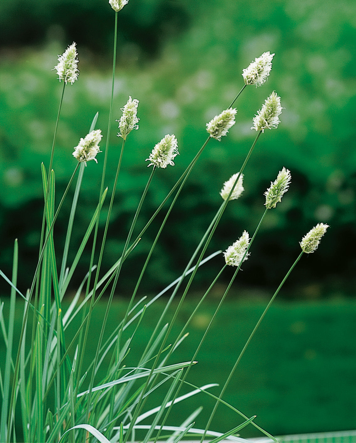 Sesleria nitida