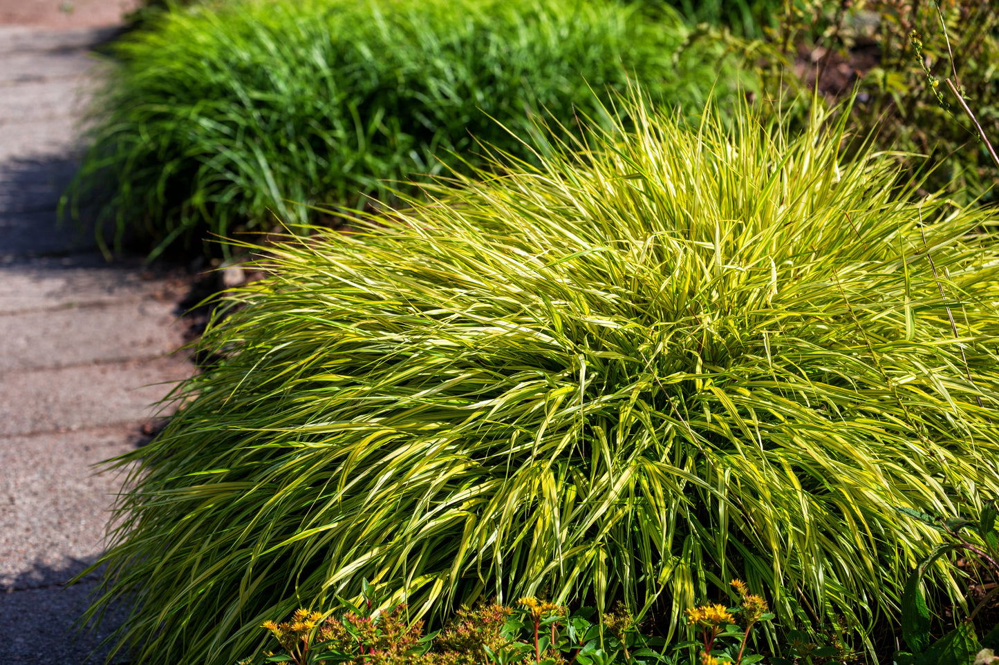 Hakonechloa macra 'Aureola', 2L