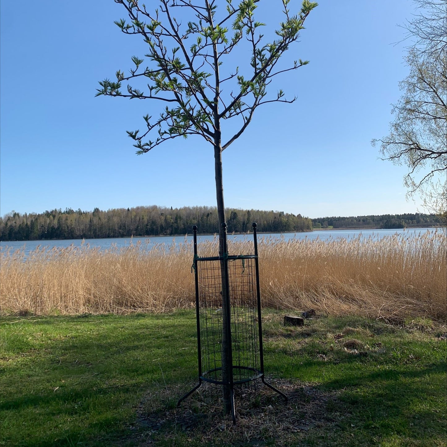 Sorbus