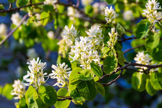 Amelanchier alnifolia, co, 10-p