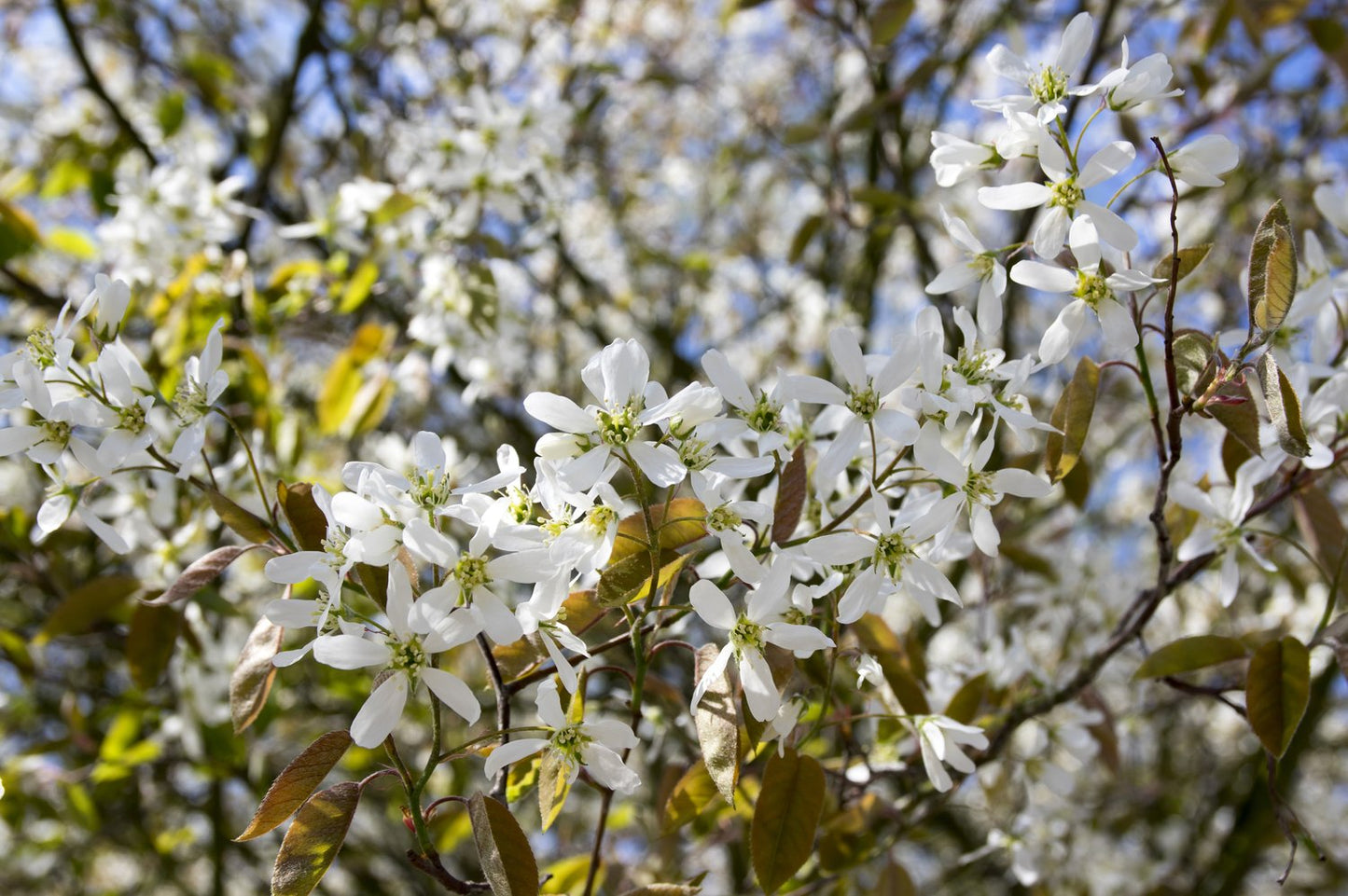 Amelanchier spicata FK FALUN E, co, 10-p