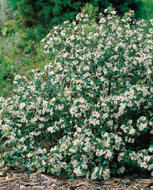 Aronia melanocarpa 'Hugin' E, co, 10-p