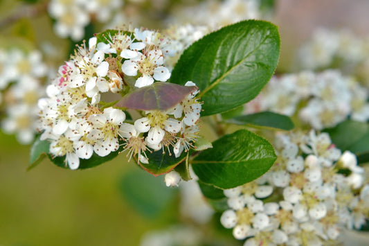 Aronia × prunifolia FK VÄSTERÅKER E, co, 10-p