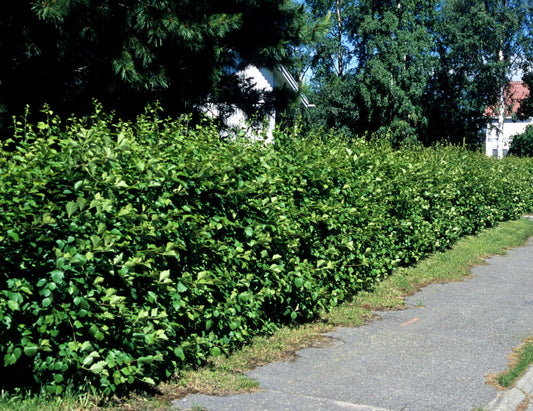 Crataegus flabellata var. grayana FK UPPSALA E, co, 10-p