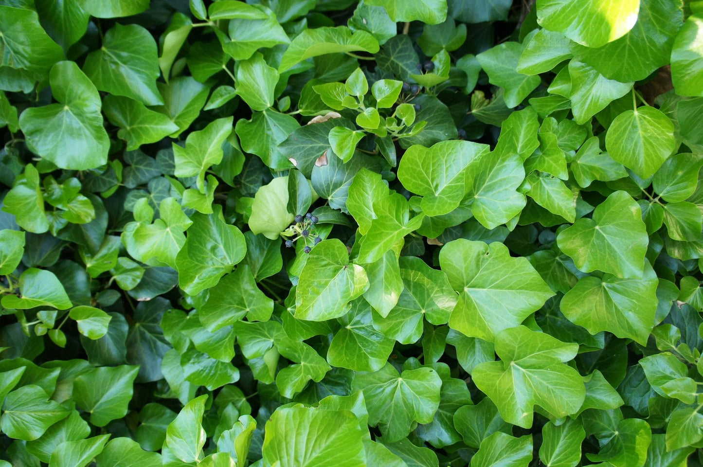Hedera hibernica, co, 10-p