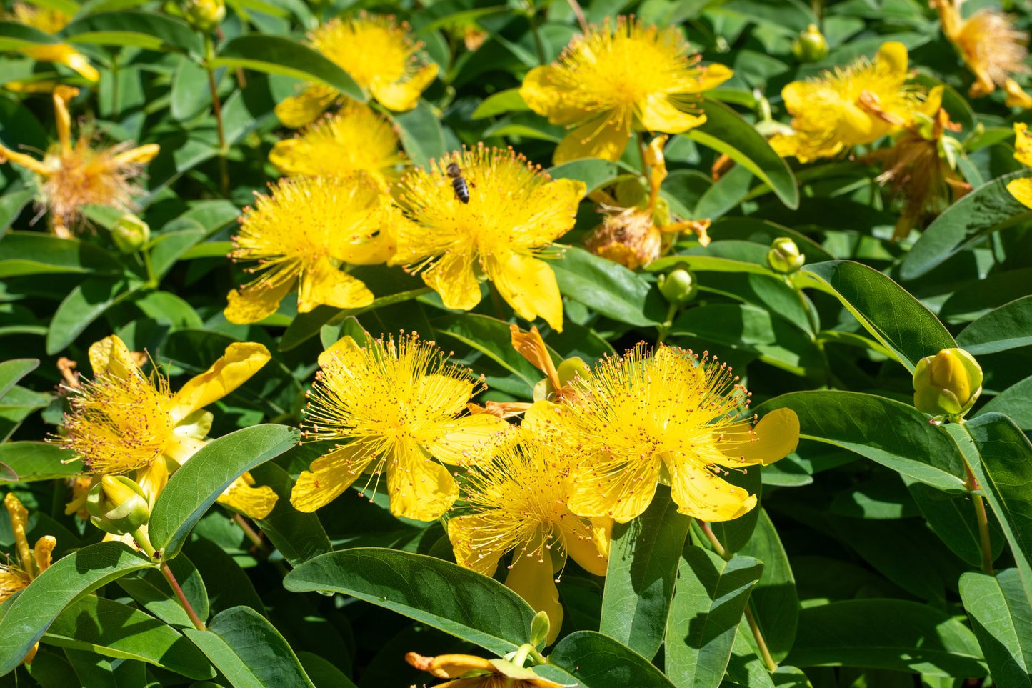 Hypericum calycinum, co, 10-p