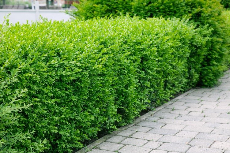 Ligustrum vulgare var. italicum 'Atrovirens', co2lit, 10-p