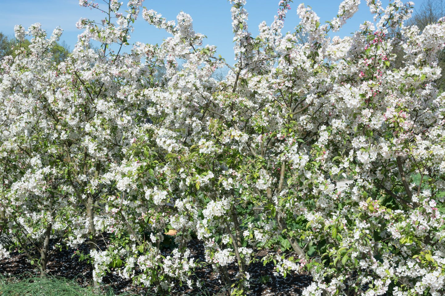 Malus toringo var. sargentii, co, 10-p