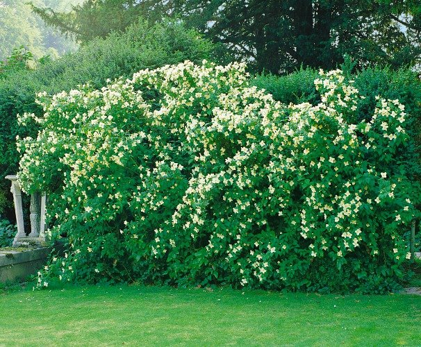 Philadelphus 'Mont Blanc', co, 10-p