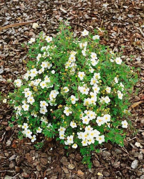 Dasiphora 'Abbotswood', co, 10-p