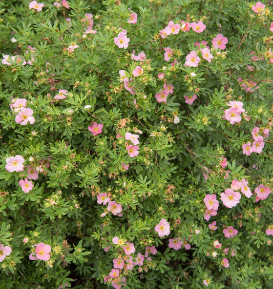 Dasiphora 'Pink Beauty', co, 10-p